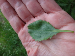 Packera pseudaurea