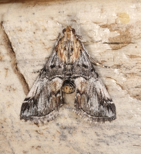 Toripalpus trabalis photo 5