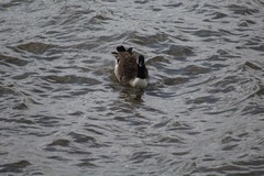 Branta canadensis canadensis