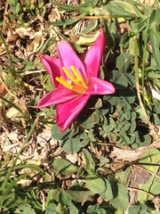 Zephyranthes fosteri