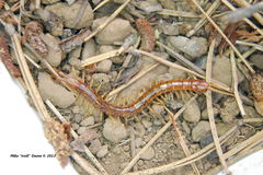 Scolopocryptops gracilis