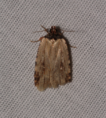 Agonopterix atrodorsella
