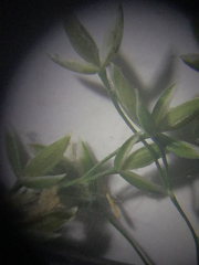 Poa sylvestris
