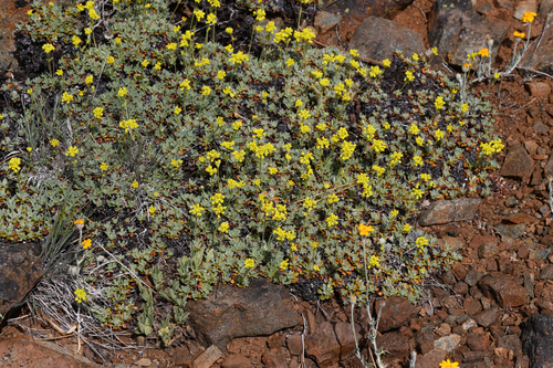 Dubakella Mountain buckwheat (Eriogonum libertini)