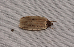 Agonopterix atrodorsella