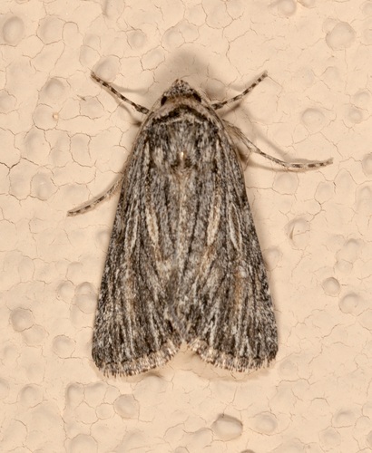 Sympistis major photo 2