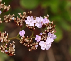 Limonium scabrum