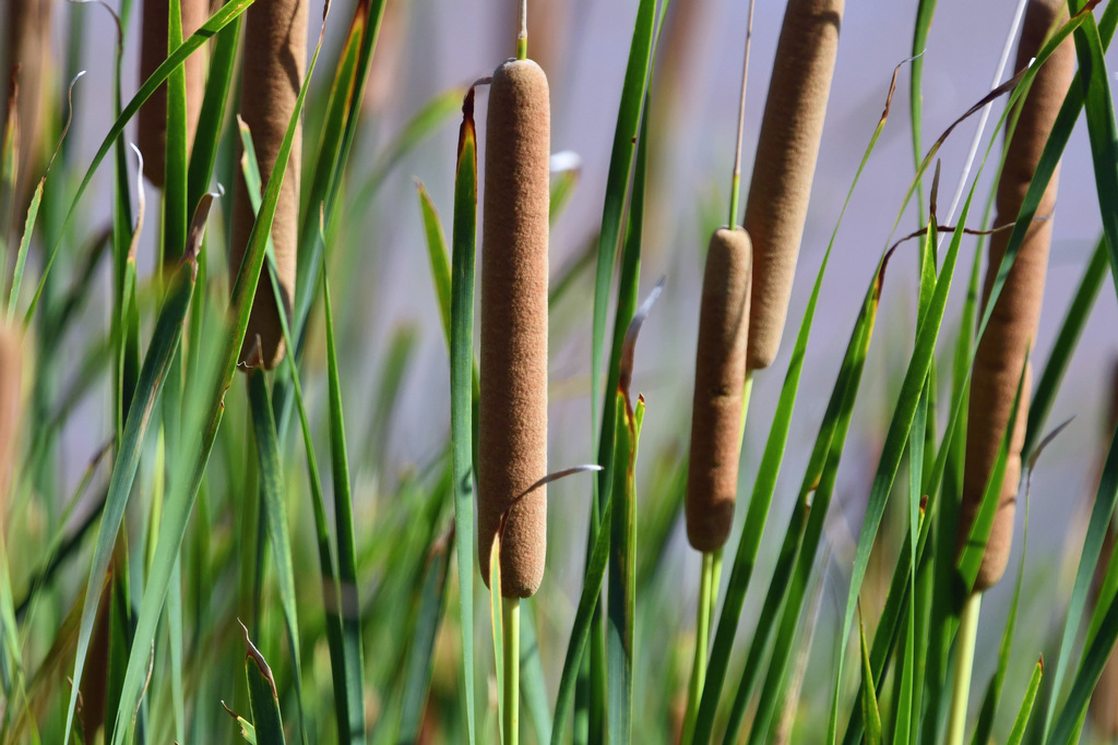 Typha domingensis