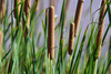 Southern Cattail - Photo (c) Todd Fitzgerald, some rights reserved (CC BY-NC), uploaded by Todd Fitzgerald