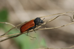 Bostrichus capucinus