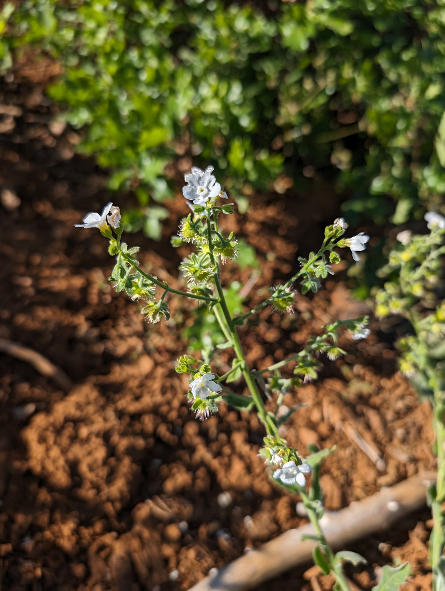 Beautiful Stickseed (Hackelia bella)