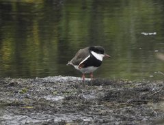 Erythrogonys cinctus