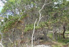 Juniperus maritima