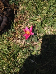 Zephyranthes fosteri