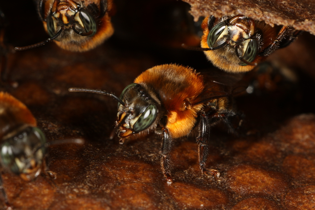 Bicolored Melipona