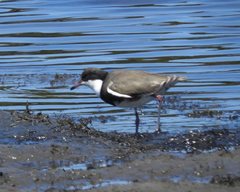 Erythrogonys cinctus