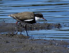 Erythrogonys cinctus