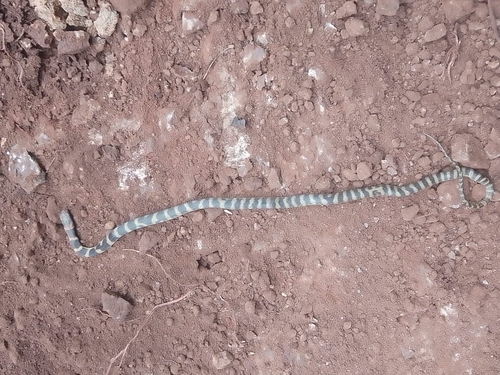 Oaxacan Cat-eyed Snake