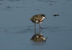 Erythrogonys cinctus