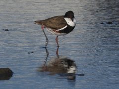 Erythrogonys cinctus