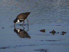 Erythrogonys cinctus