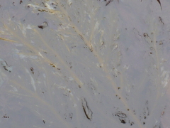 Desmarestia ligulata