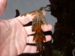 Desmarestia ligulata