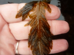 Desmarestia ligulata