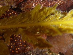 Desmarestia ligulata