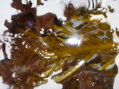 Desmarestia ligulata