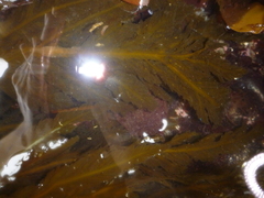 Desmarestia ligulata