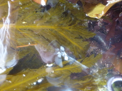 Desmarestia ligulata