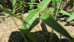 Vigna vexillata vexillata