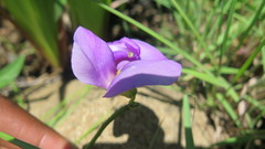 Vigna vexillata vexillata