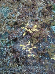 Dudleya multicaulis