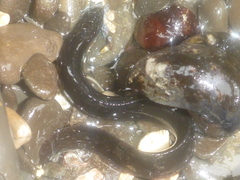 Cebidichthys violaceus