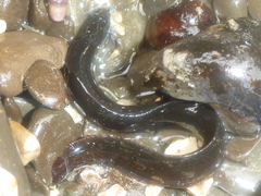 Cebidichthys violaceus