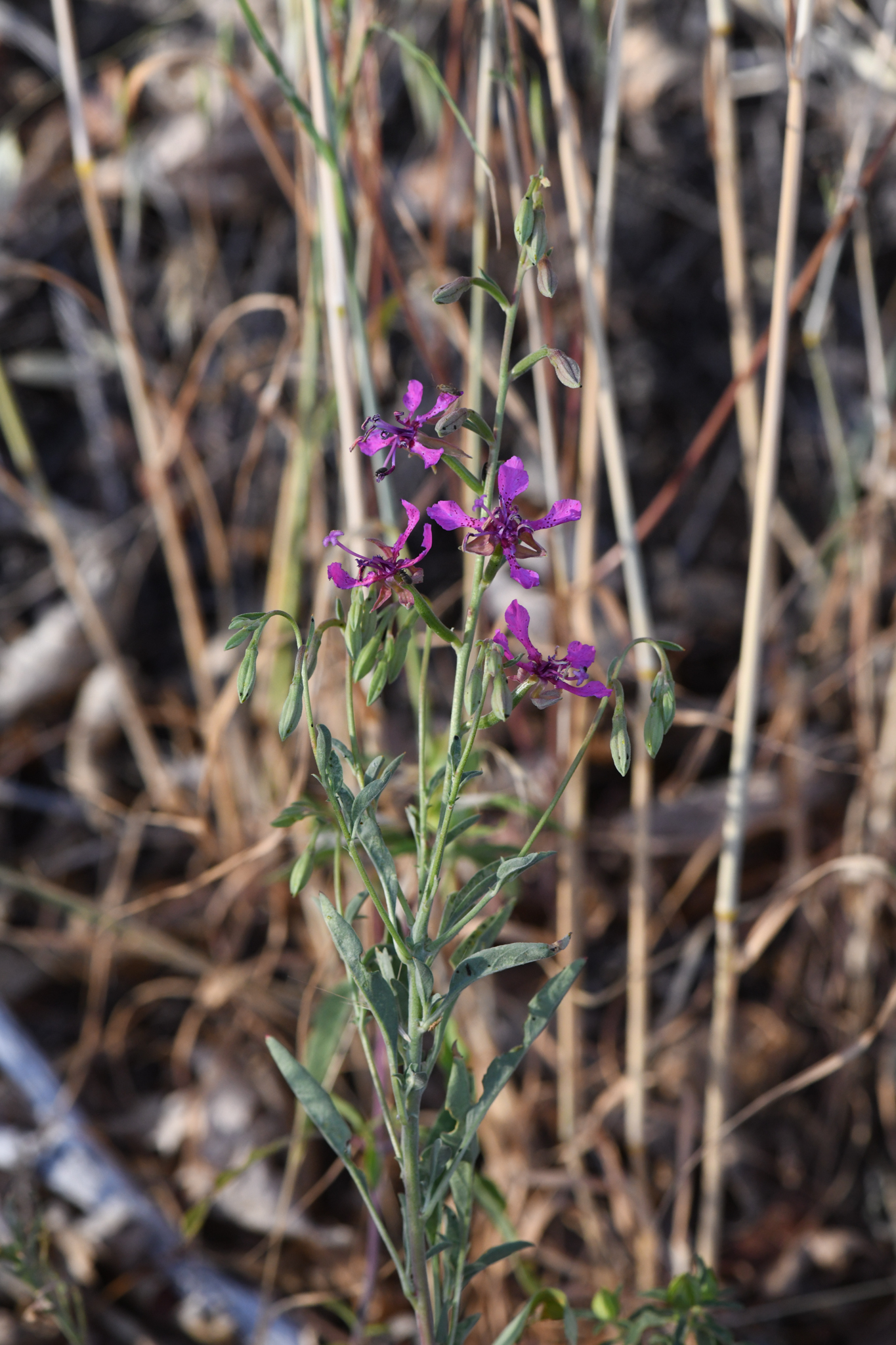 Clarkia australis