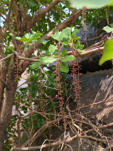 Image of Barringtonia acutangula by (c) Suhel Quader, some rights reserved (CC BY)