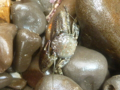 Petrolisthes manimaculis