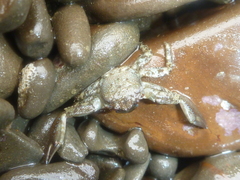 Petrolisthes manimaculis