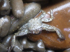 Petrolisthes manimaculis