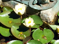 Nymphaea odorata odorata