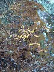 Dudleya multicaulis