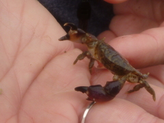 Lophopanopeus bellus