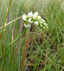 Schizochilus flexuosus