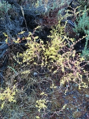 Dudleya multicaulis