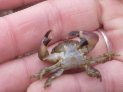 Lophopanopeus bellus