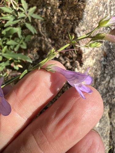 Image of Riggins Penstemon (Penstemon triphyllus) by no rights reserved