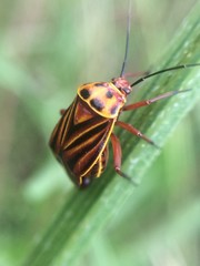 Calocoris barberi